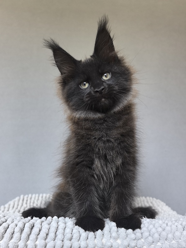 Charlotte Akbars - Kitten maine-coon 2 months 0.5 weeks