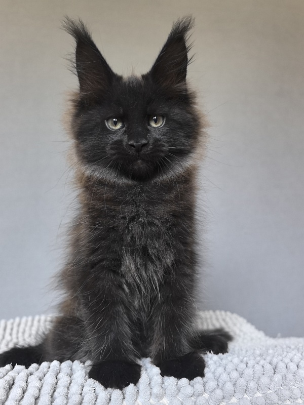 Charlotte Akbars - Kitten maine-coon 2 months 0.5 weeks