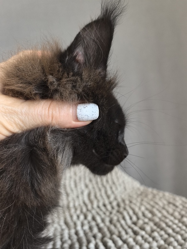 Charlotte Akbars - Kitten maine-coon 2 months 0.5 weeks