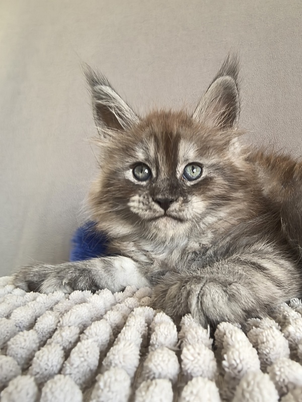 Brian  Akbars (polydactyl - Kitten maine-coon 1 month 1 week