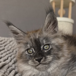 Brian  Akbars (polydactyl