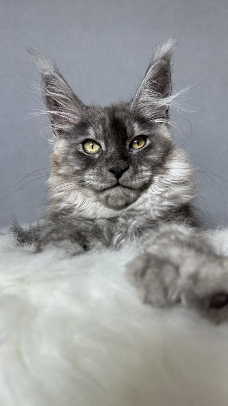 Brian  Akbars (polydactyl - Kitten maine-coon 2 months 4 weeks