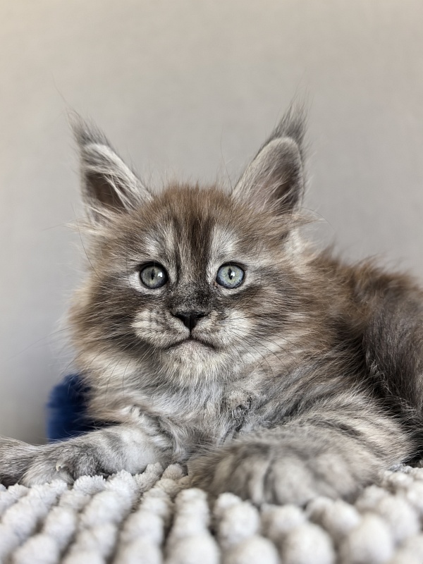 Brian  Akbars (polydactyl - Kitten maine-coon 1 month 1 week