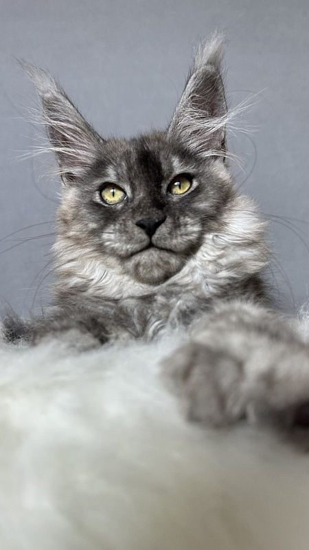 Brian  Akbars (polydactyl - Kitten maine-coon 2 months 4 weeks