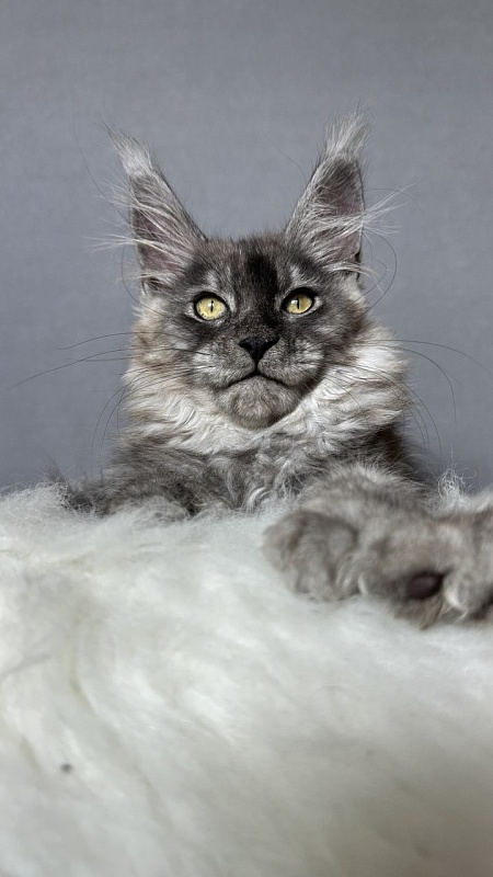 Brian  Akbars (polydactyl - Kitten maine-coon 2 months 4 weeks