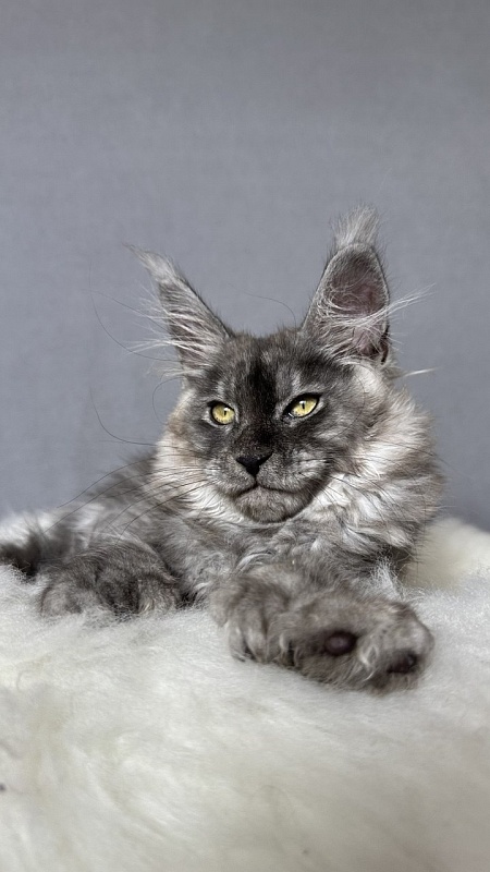 Brian  Akbars (polydactyl - Kitten maine-coon 2 months 4 weeks
