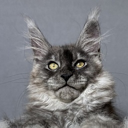 Brian  Akbars (polydactyl
