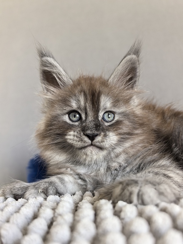 Brian  Akbars (polydactyl - Kitten maine-coon 1 month 1 week