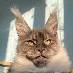 Brian  Akbars (polydactyl