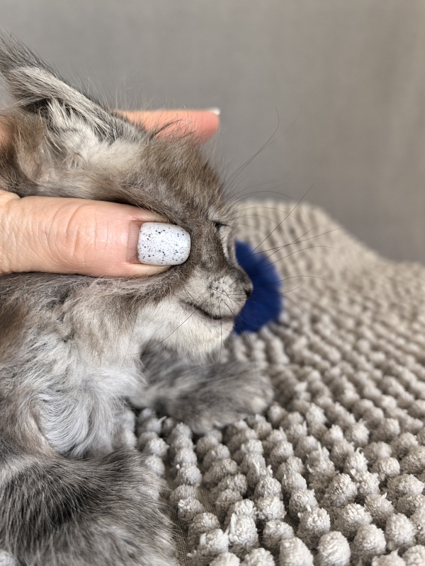 Brian  Akbars (polydactyl - Kitten maine-coon 1 month 1 week