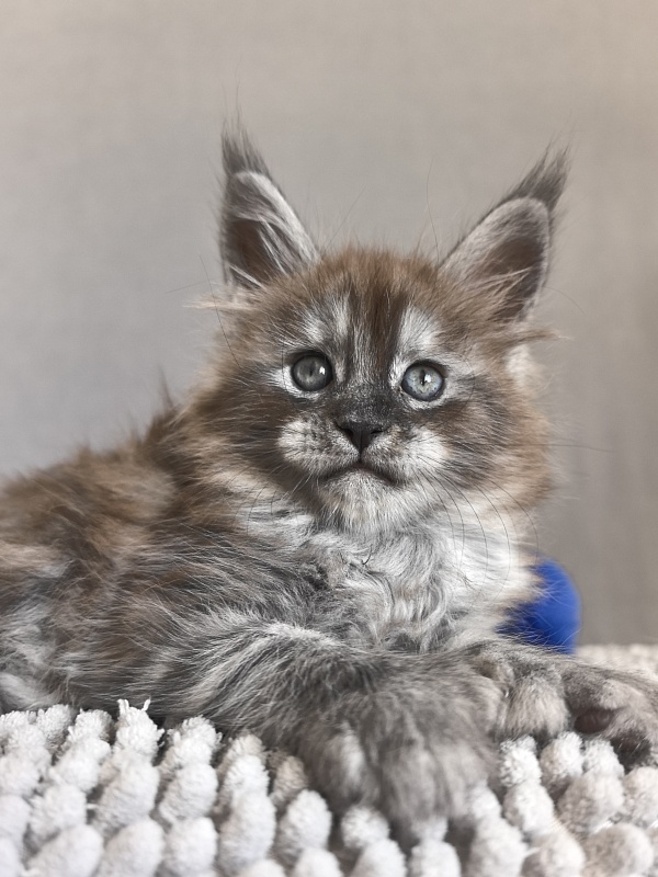 Brian  Akbars (polydactyl - Kitten maine-coon 1 month 1 week
