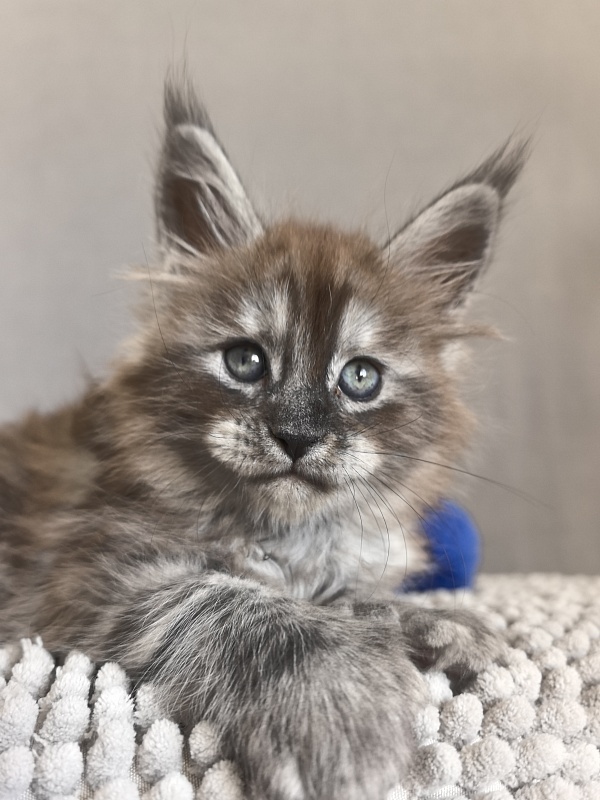 Brian  Akbars (polydactyl - Kitten maine-coon 1 month 1 week
