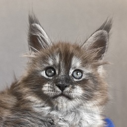 Brian  Akbars (polydactyl