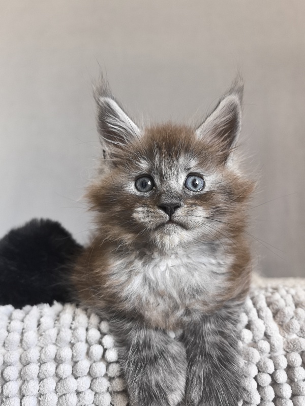 Bruno Akbars (polydactyl) - Kitten maine-coon 1 month