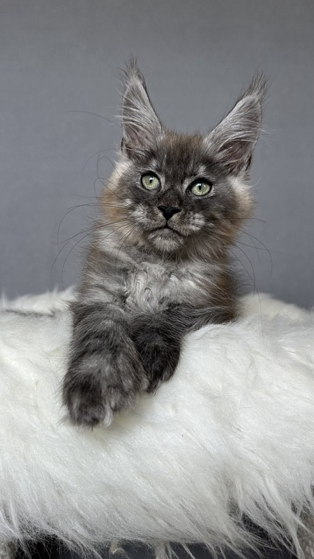 Bruno Akbars (polydactyl) - Kitten maine-coon 2 months 4 weeks