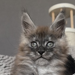 Bruno Akbars (polydactyl)