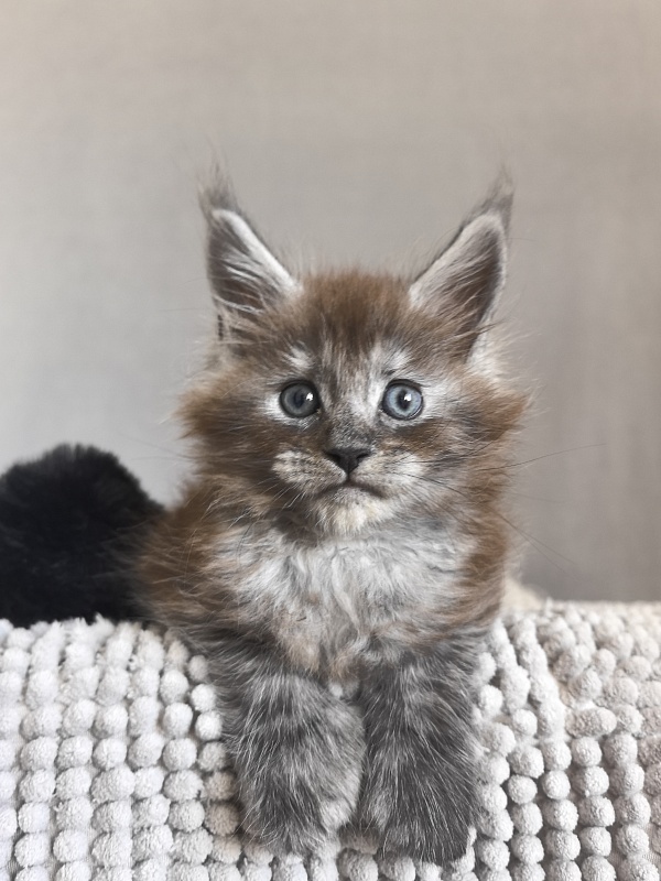 Bruno Akbars (polydactyl) - Kitten maine-coon 1 month