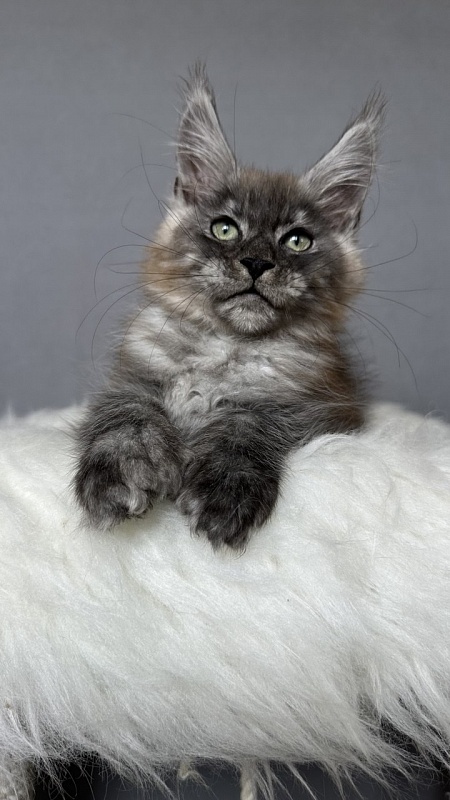 Bruno Akbars (polydactyl) - Kitten maine-coon 2 months 4 weeks