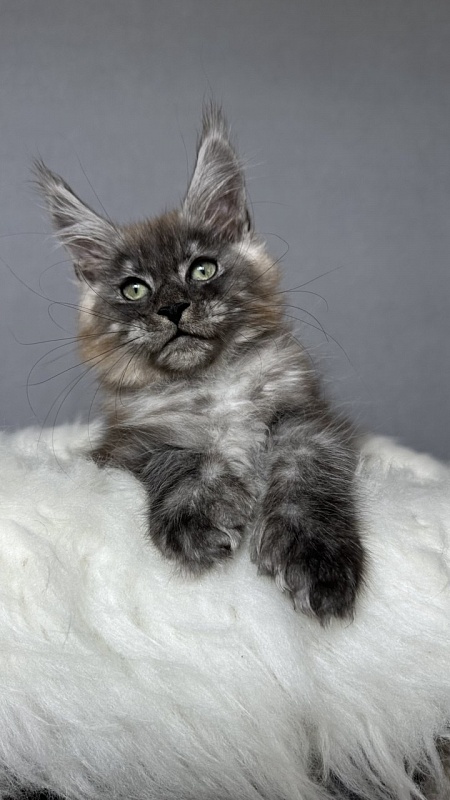 Bruno Akbars (polydactyl) - Kitten maine-coon 2 months 4 weeks