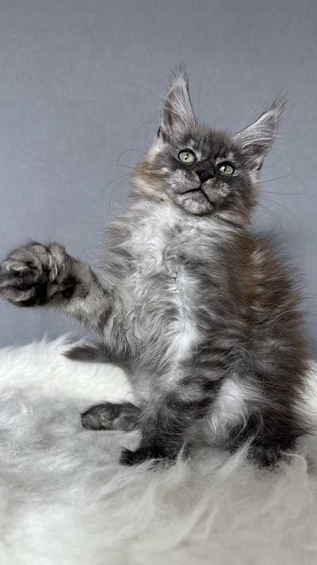 Bruno Akbars (polydactyl) - Kitten maine-coon 2 months 4 weeks