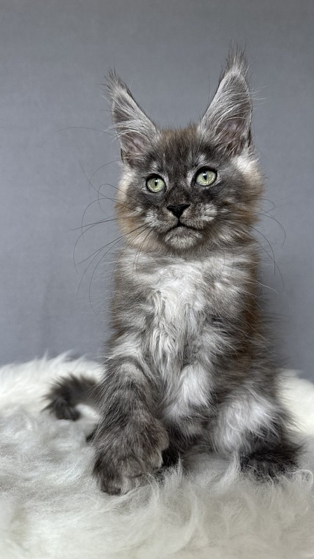 Bruno Akbars (polydactyl) - Kitten maine-coon 2 months 4 weeks