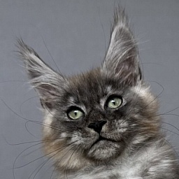 Bruno Akbars (polydactyl)