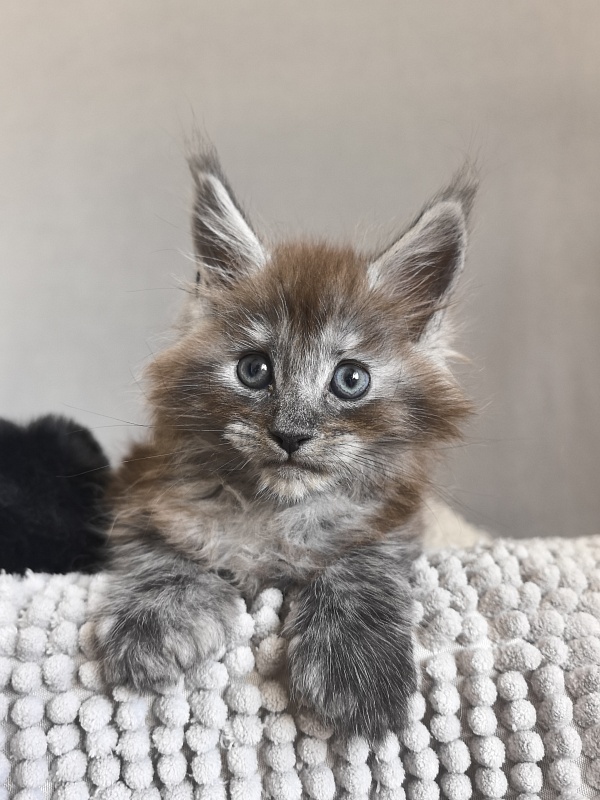 Bruno Akbars (polydactyl) - Kitten maine-coon 1 month