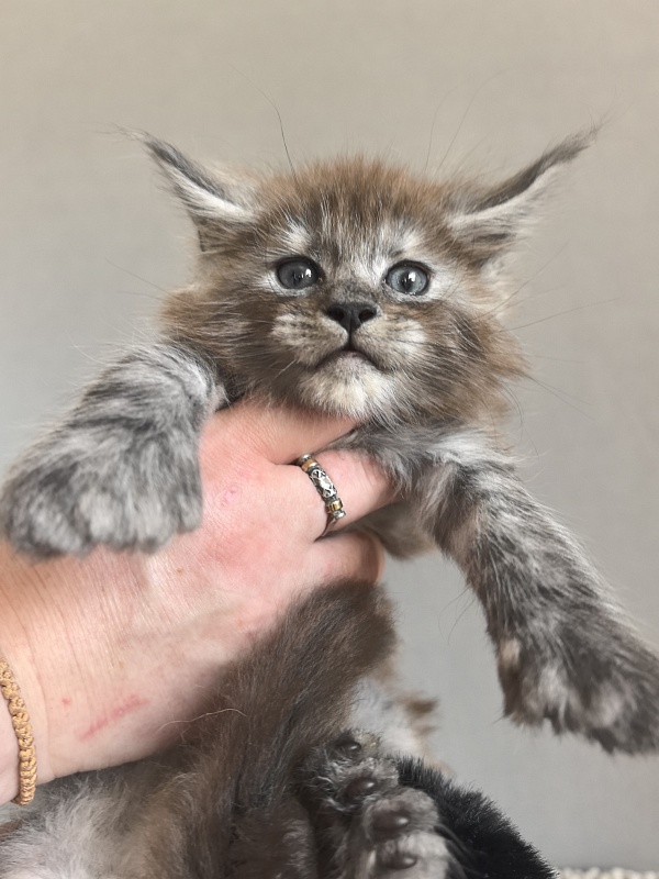 Bruno Akbars (polydactyl) - Kitten maine-coon 1 month