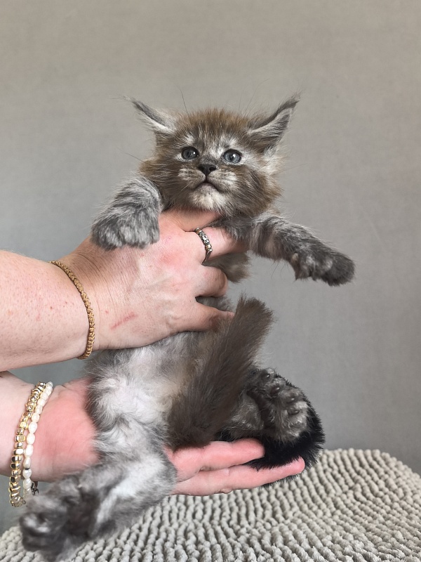 Bruno Akbars (polydactyl) - Kitten maine-coon 1 month