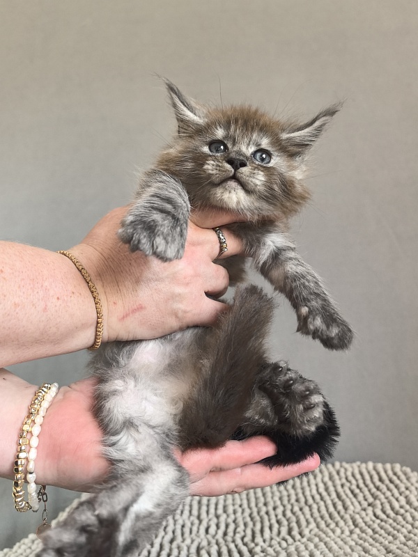 Bruno Akbars (polydactyl) - Kitten maine-coon 1 month