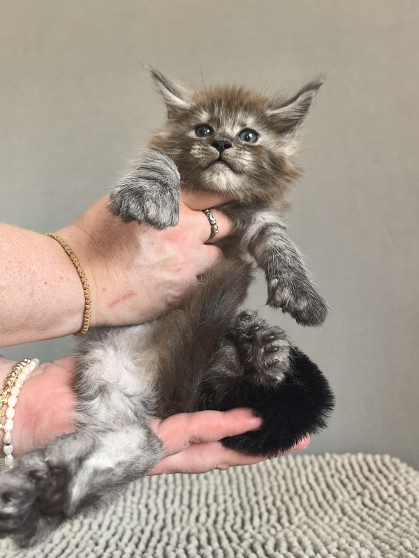 Bruno Akbars (polydactyl) - Kitten maine-coon 1 month