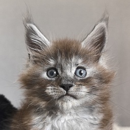 Bruno Akbars (polydactyl)