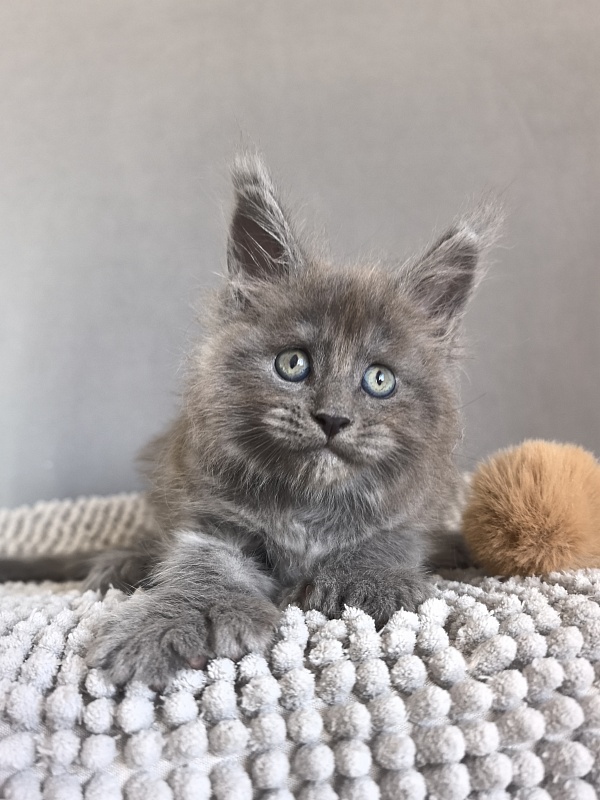 Boris  Akbars (polydactyl) - Kitten maine-coon 1 month 1 week