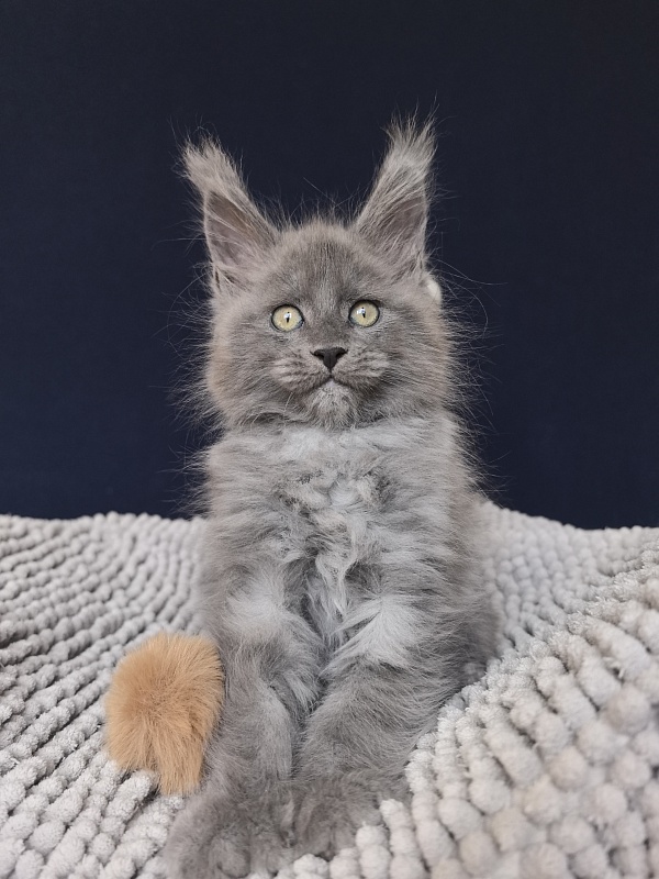 Boris  Akbars (polydactyl) - Kitten maine-coon 1 month 3.5 weeks