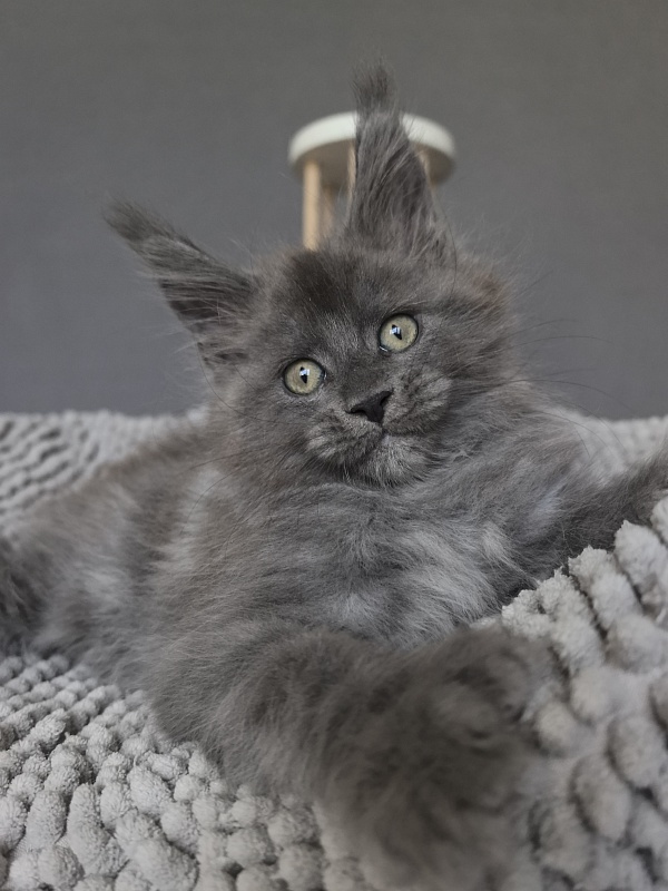Boris  Akbars (polydactyl) - Kitten maine-coon 1 month 3.5 weeks