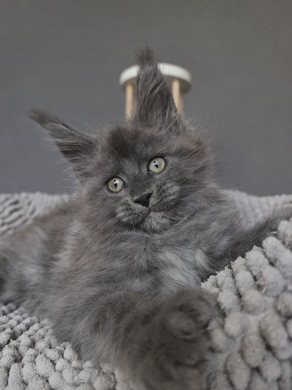 Boris  Akbars (polydactyl) - Kitten maine-coon 1 month 3.5 weeks