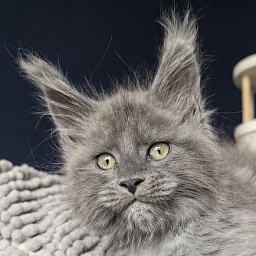 Boris  Akbars (polydactyl)