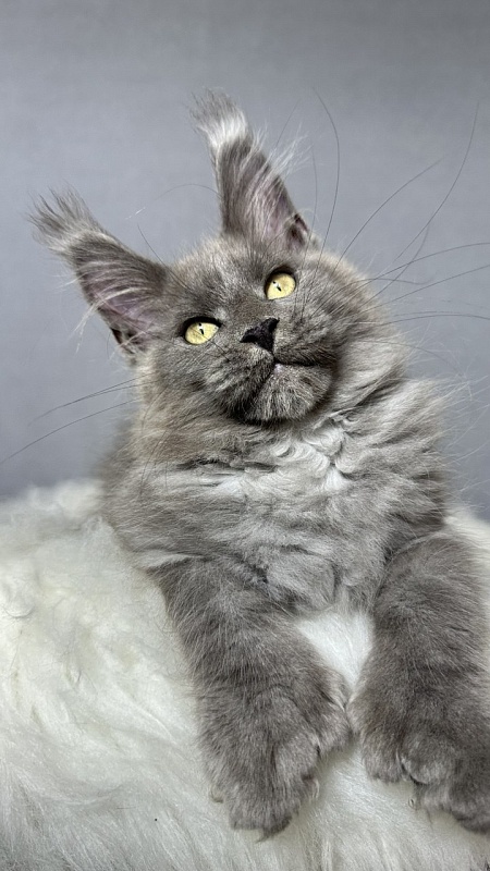 Boris  Akbars (polydactyl) - Kitten maine-coon 2 months 4 weeks