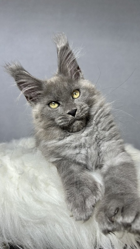 Boris  Akbars (polydactyl) - Kitten maine-coon 2 months 4 weeks