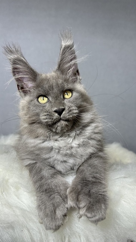 Boris  Akbars (polydactyl) - Kitten maine-coon 2 months 4 weeks