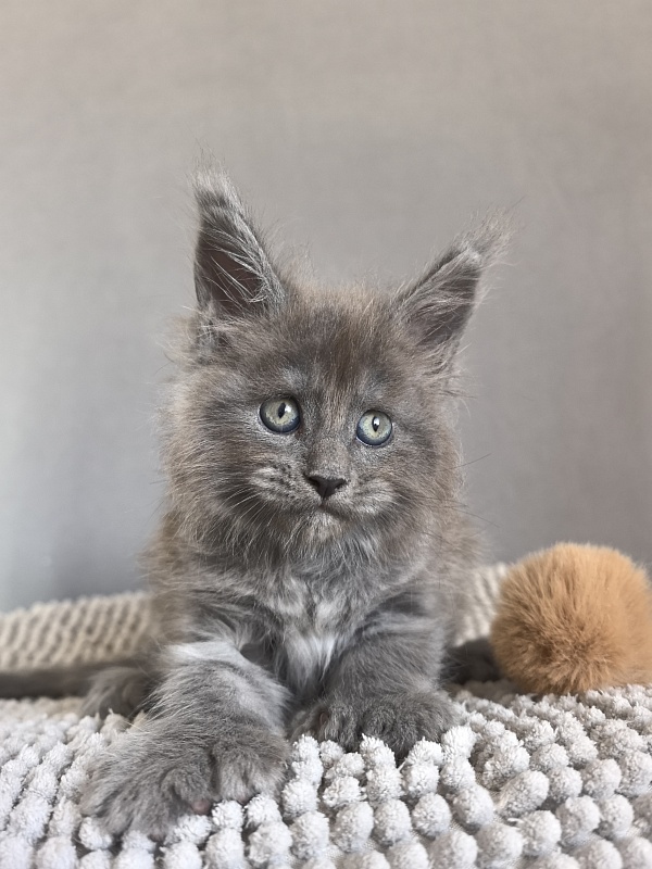 Boris  Akbars (polydactyl) - Kitten maine-coon 1 month 1 week