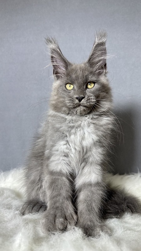 Boris  Akbars (polydactyl) - Kitten maine-coon 2 months 4 weeks
