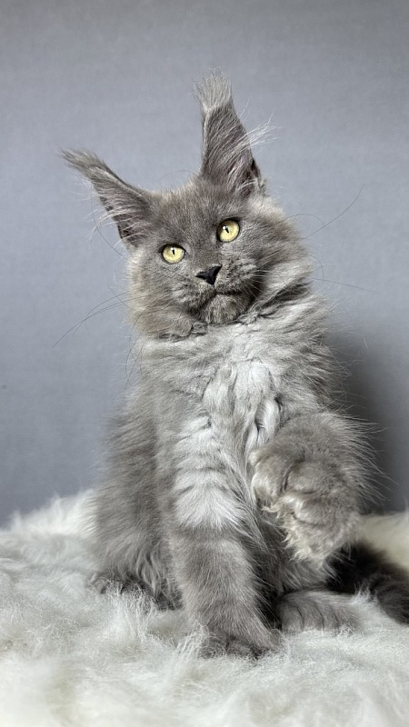 Boris  Akbars (polydactyl) - Kitten maine-coon 2 months 4 weeks