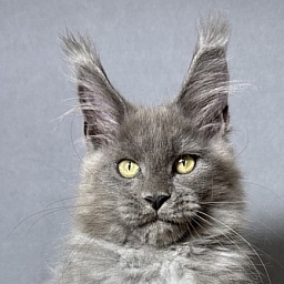 Boris Akbars (polydactyl)