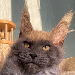 Boris  Akbars (polydactyl)