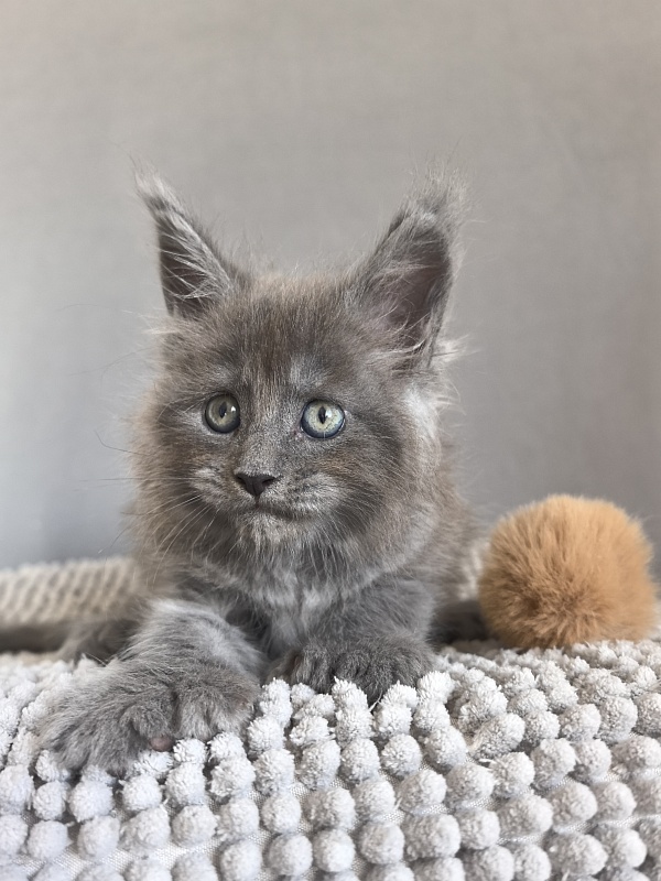 Boris  Akbars (polydactyl) - Kitten maine-coon 1 month 1 week
