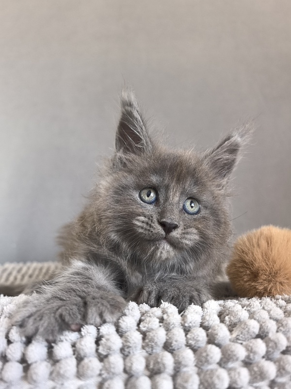 Boris  Akbars (polydactyl) - Kitten maine-coon 1 month 1 week