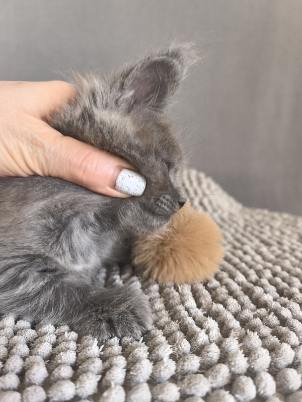 Boris  Akbars (polydactyl) - Kitten maine-coon 1 month 1 week