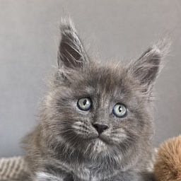 Boris  Akbars (polydactyl)