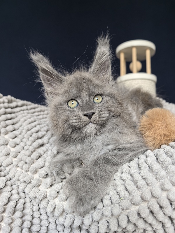 Boris  Akbars (polydactyl) - Kitten maine-coon 1 month 3.5 weeks